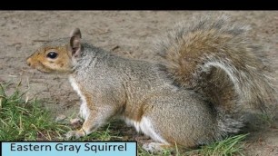 'Eastern Gray Grey Squirrel Facts for Kids Children Cute Baby Squirrel Documentary Videos to Watch'