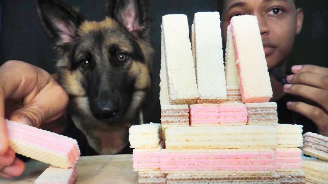 'ASMR EATING WAFERS WITH MY GS DOG(No talking) eating sounds|food Monger'