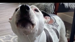 'Talking dog tells owner wants food, barking dog hates kale  #talkingdog #pets #funnyvideos'