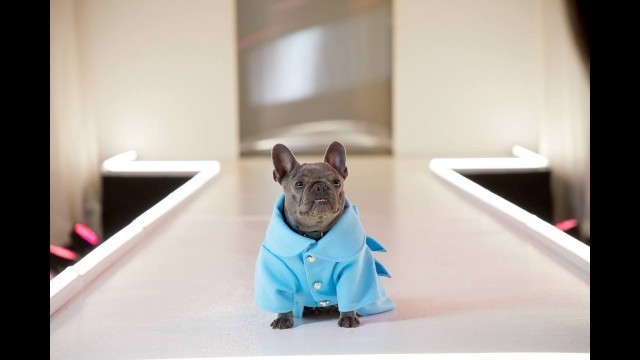 'It\'s Fashion Week at Petco!'