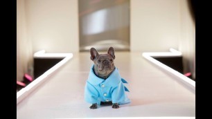 'It\'s Fashion Week at Petco!'