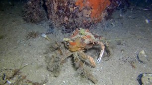 'Creative Crustacean Puts on Crab-tivating Underwater Fashion Show'