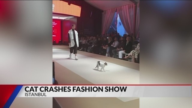 'Literal Cat Walk: Cat Crashes Fashion Show'