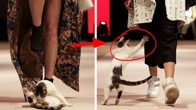 'Random Cat Crashes Fashion Show And Fights Models | AnimalSphere Stories'